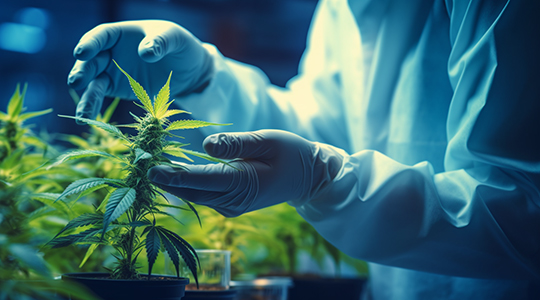 Metaverse oppotunities for cannabis companies preview image